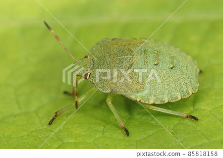 Close up on a nymph of the green shield bug, Palomena prasina sitting on a green leaf in the garden 85818158