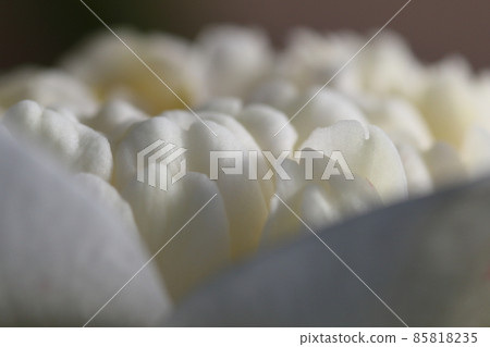 茶花 85818235
