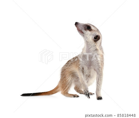 Funny meerkat isolated on a white background 85818448