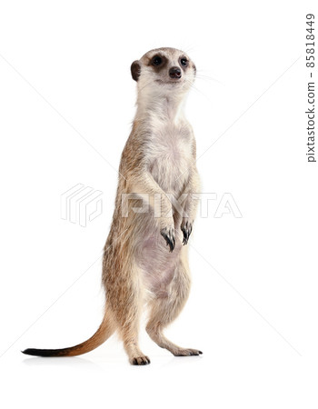 Funny meerkat stands on its hind legs Funny meerkat stands on its hind legs 85818449