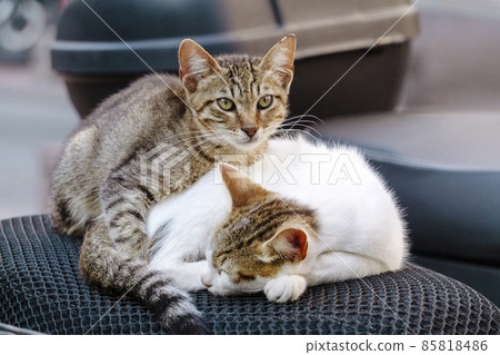 Street cat in Istanbul. Resting and relaxed cats on the streets of Istanbul Street cat in Istanbul. Resting and relaxed cats on the streets of Istanbul 85818486