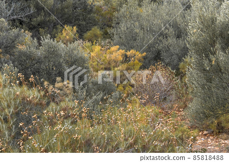 Meadow with Mediterranean wild herbs. Plants and flowers growing along the Mediterranean coast Meadow with Mediterranean wild herbs. Plants and flowers growing along the Mediterranean coast 85818488