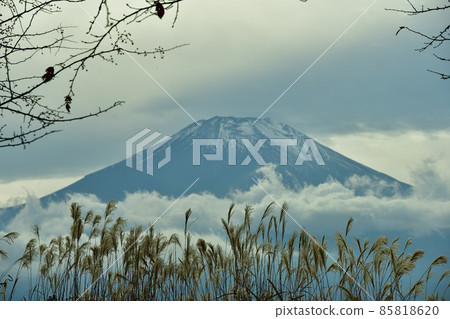 Beautiful autumn pampas grass and Mt. Fuji Beautiful autumn pampas grass and Mt. Fuji 85818620