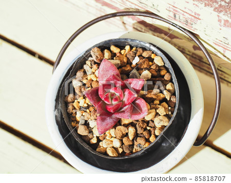 多汁羅賓 x Wild Colorata 85818707