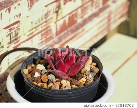 Succulent Robin x Wild Colorata 85818708