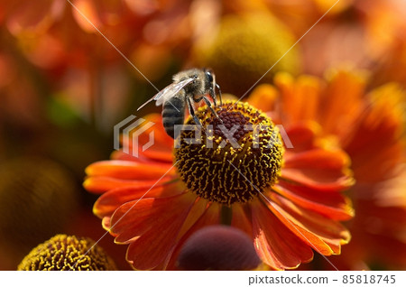 Bee on a flower closeup. Pollination of flowers Bee on a flower closeup. Pollination of flowers 85818745
