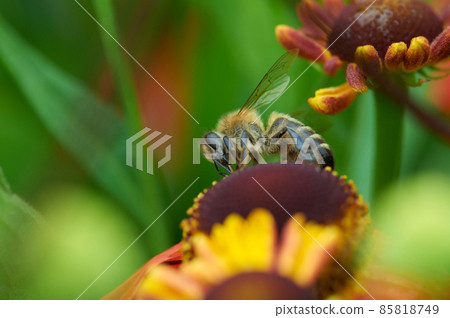 Bee on a flower closeup. Pollination of flowers Bee on a flower closeup. Pollination of flowers 85818749