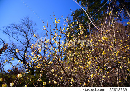 日本五香粉在隆冬中開花 85818789