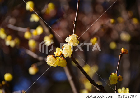 日本五香粉在隆冬中開花 85818797