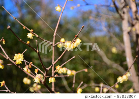 日本五香粉在隆冬中開花 85818807