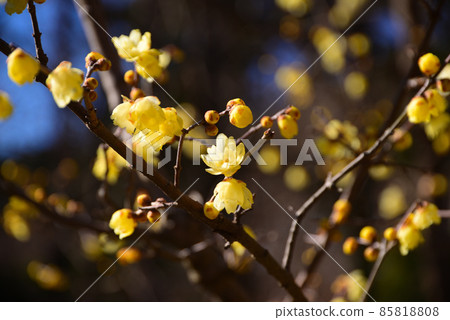 日本五香粉在隆冬中開花 85818808