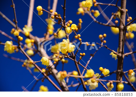 日本五香粉在隆冬中開花 85818853