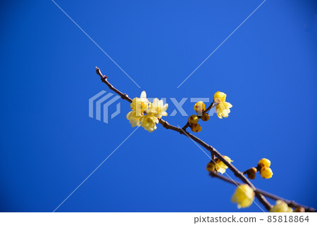 日本五香粉在隆冬中開花 85818864