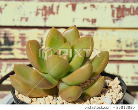 多肉植物月亮王子 85818880