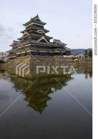 Cherry blossoms in full bloom and Matsumoto Castle in the evening [Nagano Prefecture] 85819099