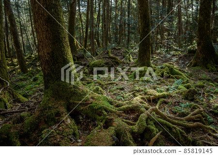 Aokigahara Jukai trees at the foot of Mt. Fuji, in a mysterious forest Aokigahara Jukai trees at the foot of Mt. Fuji, in a mysterious forest 85819145