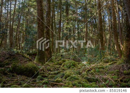Aokigahara Jukai trees at the foot of Mt. Fuji, in a mysterious forest Aokigahara Jukai trees at the foot of Mt. Fuji, in a mysterious forest 85819146