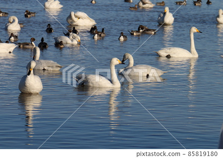 千葉縣印西市Motono的Swan村Swan Heart 85819180