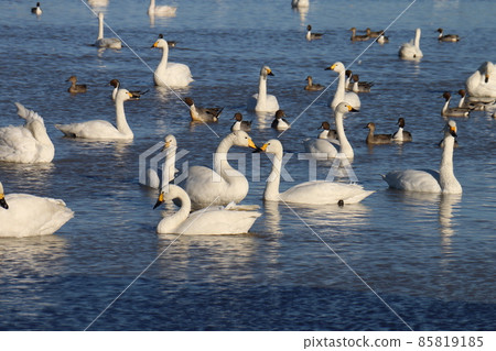 千葉縣印西市Motono的Swan村Swan Heart 85819185