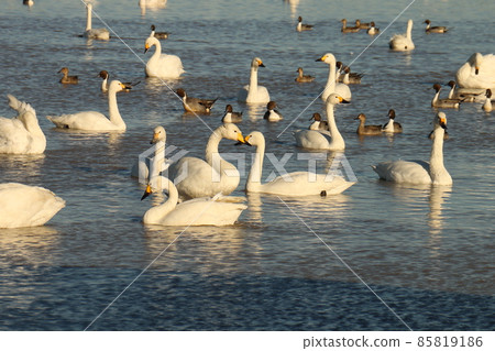 千葉縣印西市Motono的Swan村Swan Heart 85819186