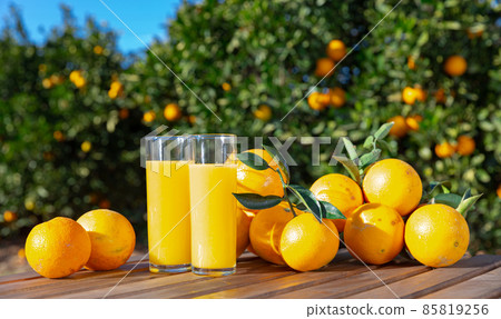 Orange juice with ripe oranges in orchard Orange juice with ripe oranges in orchard 85819256