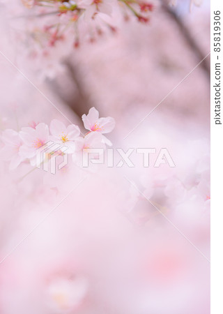 Image of cherry blossoms in full bloom and graduation from school (Sumida Park, Tokyo) 85819306