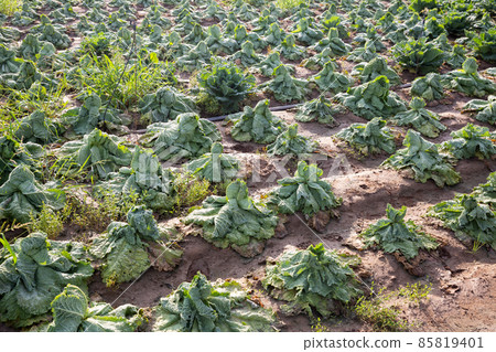 Farm field with damaged savoy cabbage plants after drought 85819401