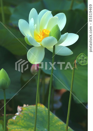 White lotus that blooms big White lotus that blooms big 85819469