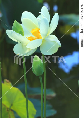 White lotus that blooms big White lotus that blooms big 85819470