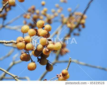 Sapindaceae fruit: deciduous winter conditions 85819528