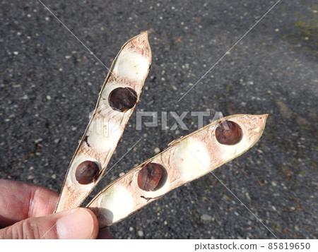 紫藤果實（帶有破裂的豆莢） 85819650