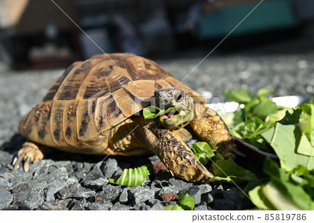 龜吃的食物 85819786