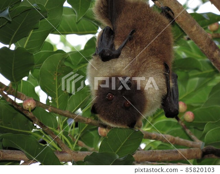 Flying fox waiting for the night 85820103