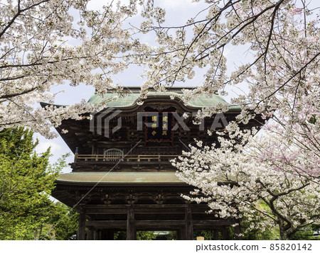 北鎌倉 / 建長寺 三門和櫻花 85820142