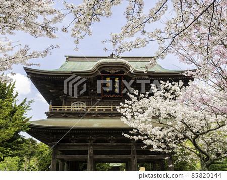 北鎌倉 / 建長寺 三門和櫻花 85820144