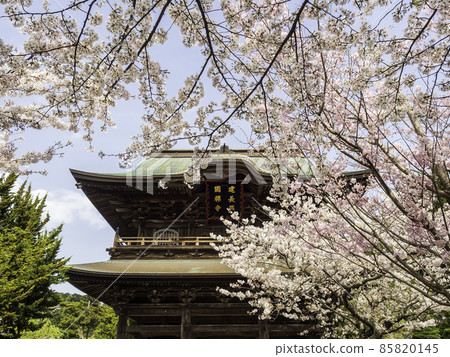 北鎌倉 / 建長寺 三門和櫻花 85820145