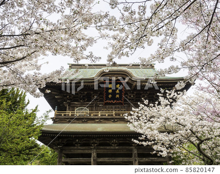 北鎌倉 / 建長寺 三門和櫻花 85820147