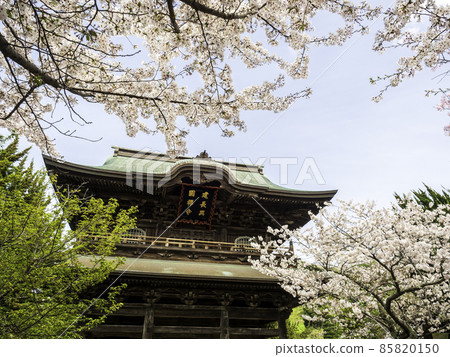 北鎌倉 / 建長寺 三門和櫻花 北鎌倉 / 建長寺 三門和櫻花 85820150