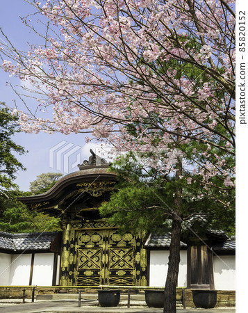 北鎌倉 / Kenchoji Temple Karamon and Sakura 85820152