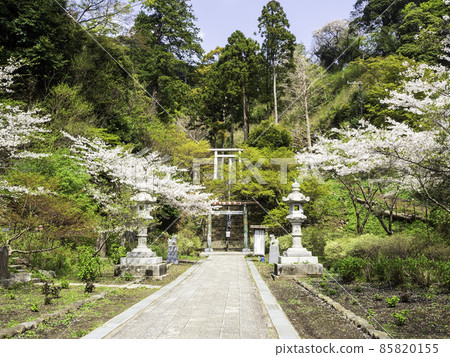 Hansobo，北鎌倉，Kenchoji的櫻花 85820155