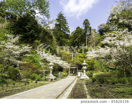 Hansobo，北鎌倉，Kenchoji的櫻花 85820156