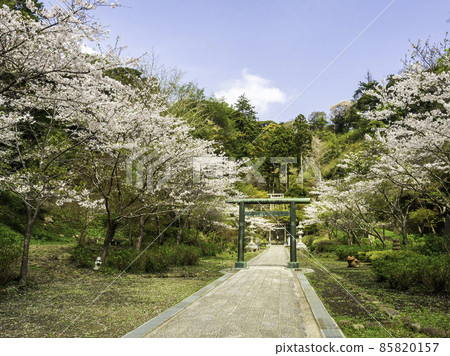 Hansobo，北鎌倉，Kenchoji的櫻花 85820157