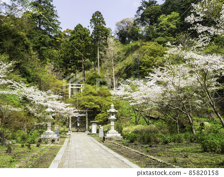 Hansobo,北鎌倉,Kenchoji的櫻花 Hansobo,北鎌倉,Kenchoji的櫻花 85820158