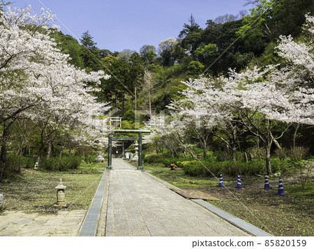 Hansobo，北鎌倉，Kenchoji的櫻花 85820159