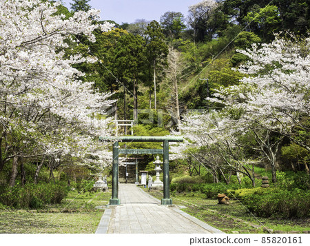 Hansobo，北鎌倉，Kenchoji的櫻花 85820161