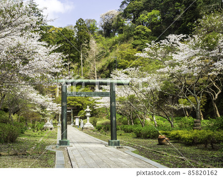 Cherry blossoms of Hansobo, Kita-Kamakura, Kenchoji 85820162