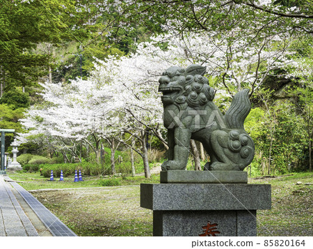 Hansobo，北鎌倉，Kenchoji的櫻花 85820164