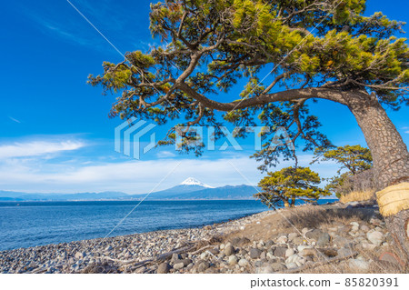 大崎（沼津市）駿河灣、松樹和富士山 85820391
