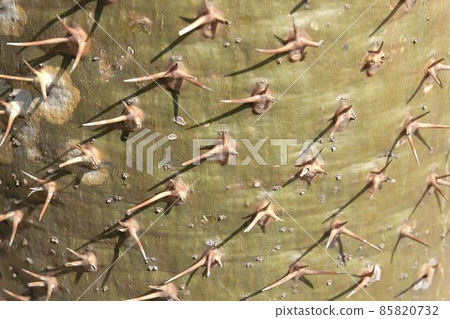 Pachypodium Lamerei Plants with Sharp Thorn 85820732