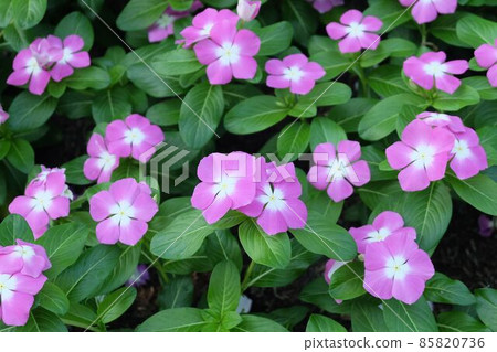 Pink Madagascar Periwinkle on Catharanthus Roseus Pink Madagascar Periwinkle on Catharanthus Roseus 85820736